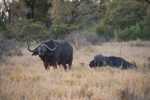 African buffalo (Syncerus caffer caffer) with red-billed oxpecker (Buphagus erythrorynchus), adult male, in dry grass, in the evening light, Kruger National Park, South Africa, Africa