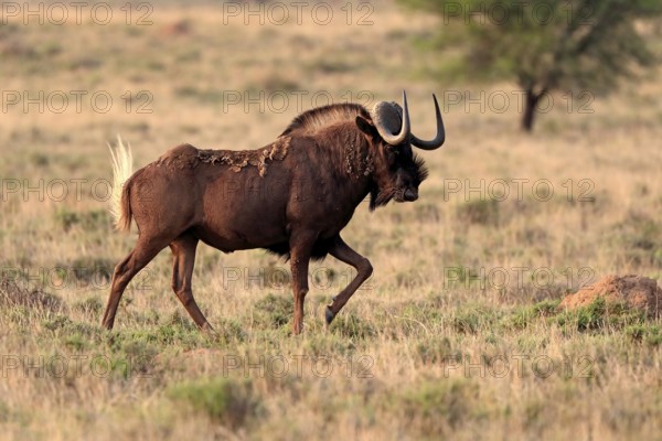 White-tailed wildebeest (Connochaetes gnou), adult, running, Mountain Zebra National Park, Eastern Cape, South Africa, Africa