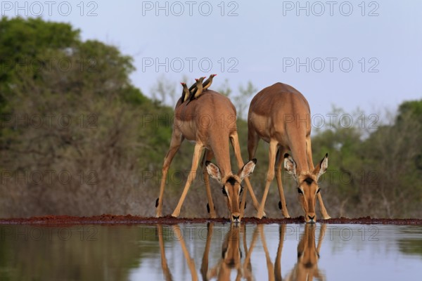 Black heeler antelope (Aepyceros melampus), female, group, at the water, drinking, with red-billed oxpecker (Buphagus erythrorhynchus), symbiosis, Kruger National Park, Kruger National Park, Kruger National Park South Africa