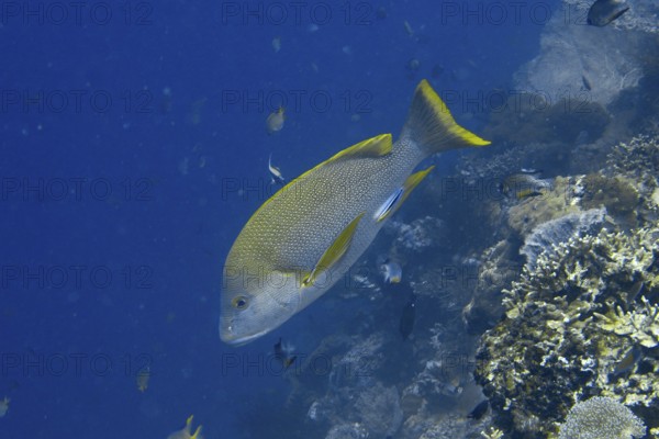 Large yellow-grey fish, Mangrove snapper (Lutjanus rivulatus), gliding along a coral reef in blue water, dive site Coral Garden, Menjangan, Bali, Indonesia, Asia