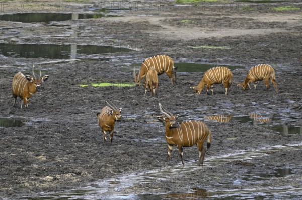 Bongo antelopes (Tragelaphus eurycerus) in the Dzanga Bai forest clearing, Dzanga-Ndoki National Park, Unesco World Heritage Site, Dzanga-Sangha Complex of Protected Areas (DSPAC), Sangha-Mbaéré Prefecture, Central African Republic, Africa