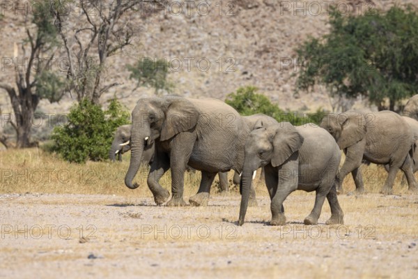 Desert elephants (Loxodonta africana) in the Huab dry river, Damaraland, Kunene region, Namibia, Africa