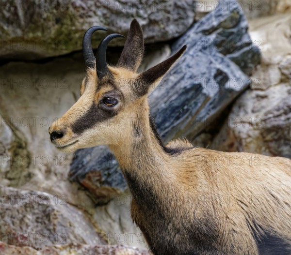 Animal portrait, chamois (Rupicapra rupicapra), goat-like, captive, occurring in Europe and Asia Minor