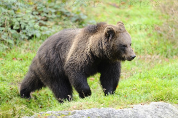 Brown bear walking through green grassland, looking curious, Eurasian brown bear (Ursus arctos arctos), Bavarian Forest National Park