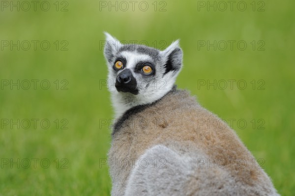 Lemur looking curiously over his shoulder into the camera, with green background, Ring-tailed Lemur (Lemur catta), Augsburg Zoo