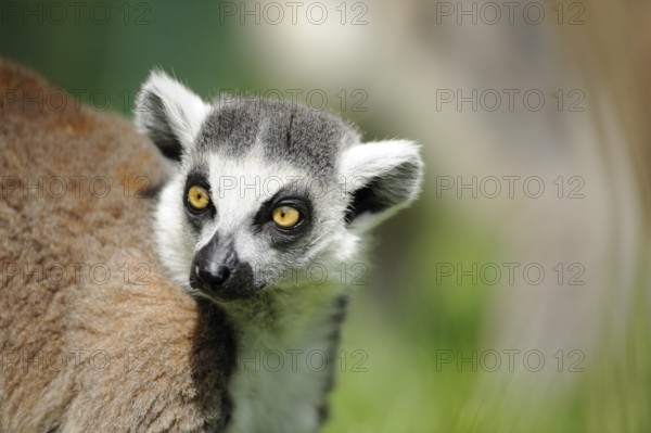 Close-up of a lemur with an attentive gaze on a green meadow, Ring-tailed Lemur (Lemur catta), Augsburg Zoo