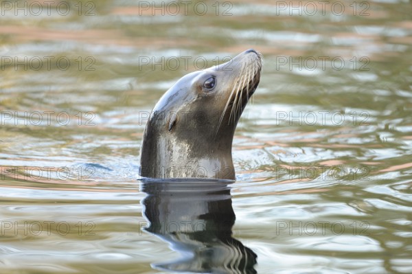 A curious sea lion looks out of the water, California sea lion (Zalophus californianus), captive