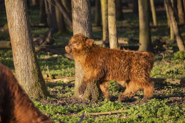 A Highland calf (Bos primigenius taurus) stands in a forest