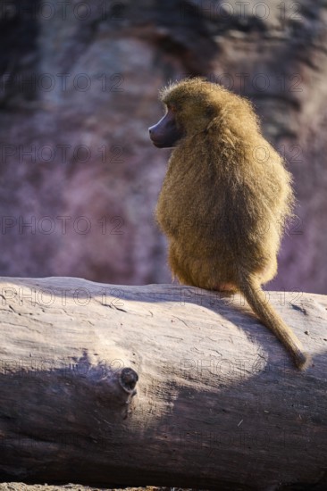 Guinea baboon (Papio papio) sitting on a tree trunk, Bavaria, Germany Europe