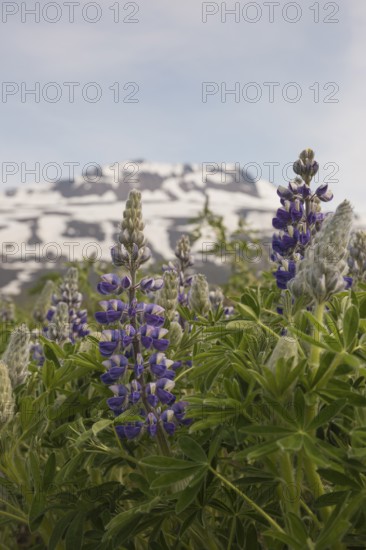 Nootka lupine, Lupinus nootkatensis, covering large areas in iceland to stop erosion. Hallormsstadhur, Austurland, Iceland, Europe