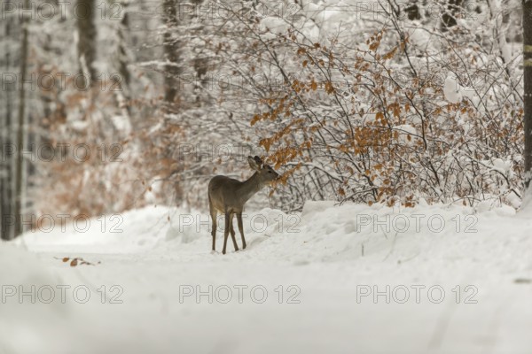 One young male Roe Deer, Roe buck (Capreolus capreolus), walking through a forest in deep snow. Trees in the background