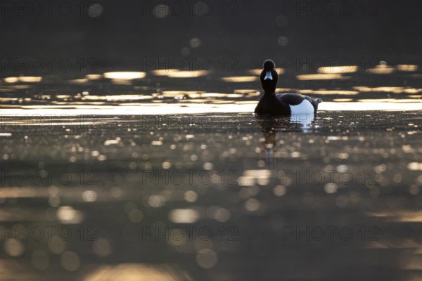 Tufted Duck (Aythya fuligula), drake, backlit, at sunrise, Heiligenhaus, North Rhine-Westphalia, Germany, Europe