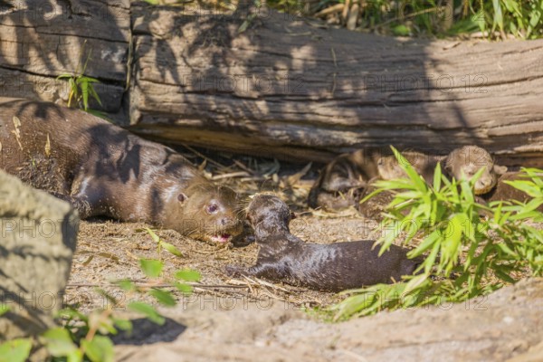 A two-year-old giant otter or giant river otter (Pteronura brasiliensis) cares for his 2-month-old siblings