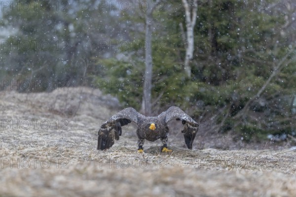 One young Steller's sea eagle (Haliaeetus pelagicus) lifting off of the ground. Controlled condition