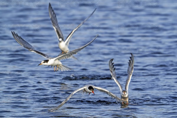 Juvenile and adult common terns (Sterna hirundo) in breeding plumage flying over water, fishing along the North Sea coast in summer