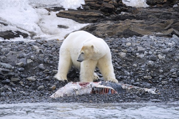 Solitary polar bear (Ursus maritimus) eating from beached dolphin carcass along the Svalbard coast in summer, Spitsbergen, Norway, Europe