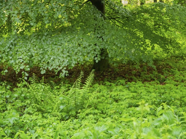 Beech Tree (Fagus slyvatica), in woodland surrounded by fresh undergrowth greenery in springtime, Hesse, Germany, Europe