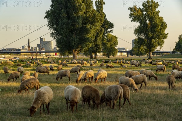 Skyline of Düsseldorf on the Rhine, flock of sheep on the Rhine meadows, near Oberkassel, Oberkassler Brücke, Düsseldorf, North Rhine-Westphalia, Germany, Europe