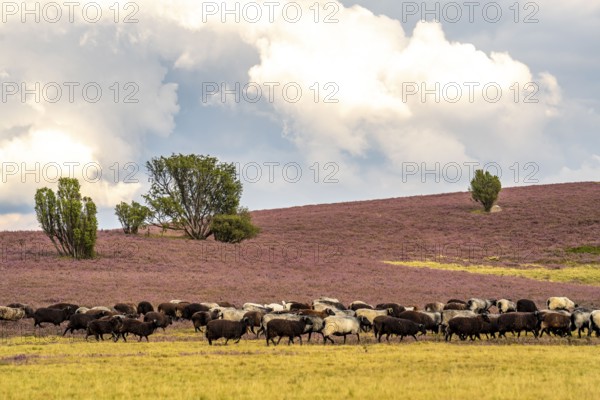 Heidschnucken herd, in the Lüneburg Heath, near Niederhaverbeck, heather blossom of the broom heather, in the Lüneburg Heath nature reserve, Lower Saxony, Germany, Europe