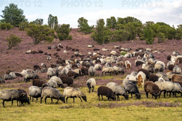 Heidschnucken herd, in the Lüneburg Heath, near Niederhaverbeck, heather blossom of the broom heather, in the Lüneburg Heath nature reserve, Lower Saxony, Germany, Europe