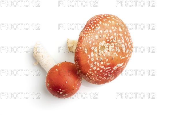 Red fly agaric (Amanta muscaria) isolated on white background. Top view, flat lay, close up