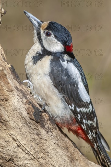 Great Spotted Woodpecker (Dendrocopos major) on a branch in the forest. Bas-Rhin, Alsace, Grand Est, France, Europe