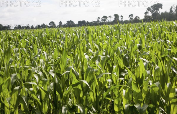 Sweet corn or maize crop growing in a field, Shottisham, Suffolk, England, UK