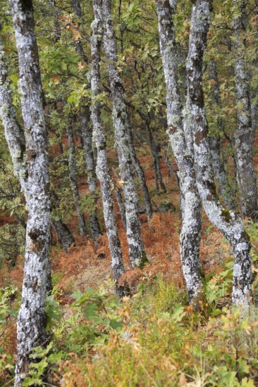 Autumn woodland Sierra de Tormantos mountains, near Cuacos de Yuste, La Vera, Extremadura, Spain, Europe