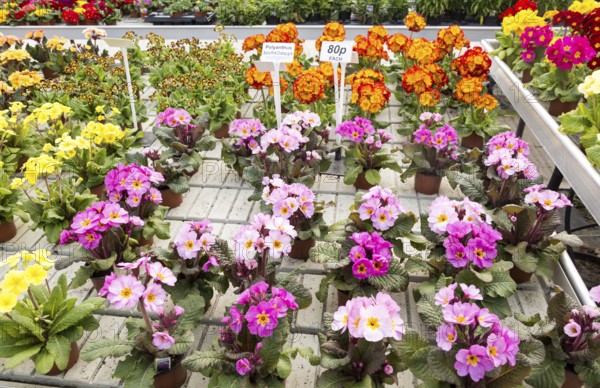 Display of bright polyanthus plants Ladybird Nurseries garden centre, Gromford, Suffolk, England, UK, Polyanthus Stella Pink Champagne