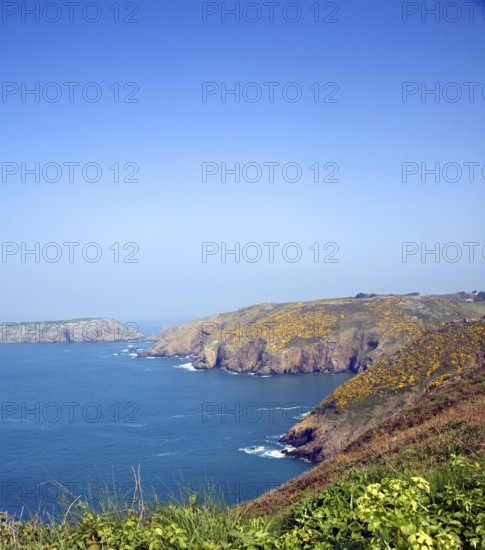 Yellow flowers on common gorse bushes on coastal cliffs on the west coast of the Island of Sark, Channel Islands, Great Britain