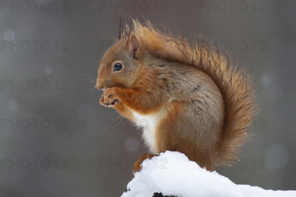 Red squirrel (Sciurus vulgaris) adult animal feeding on a nut on a tree stump covered in snow in winter, Scotland, United Kingdom, Europe