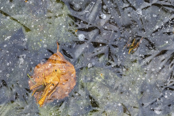 Beech leaf in ice, beech (Fagaceae), frost, winter, Krauchenwies, Upper Danube nature park Park, Baden-Württemberg, Germany, Europe