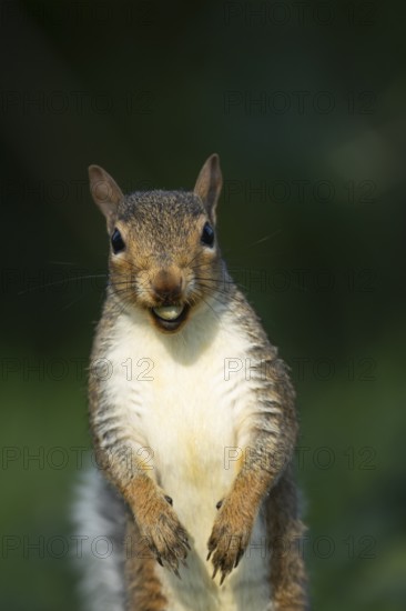 Grey squirrel (Sciurus carolinensis) adult animal with a Hazel tree nut in its mouth in the autumn, England, United Kingdom, Europe