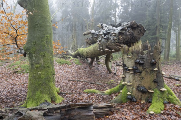 Old copper beeches (Fagus sylvatica) with tinder fungus (Fomes fomentarius) in the fog, Emsland, Lower Saxony, Germany, Europe