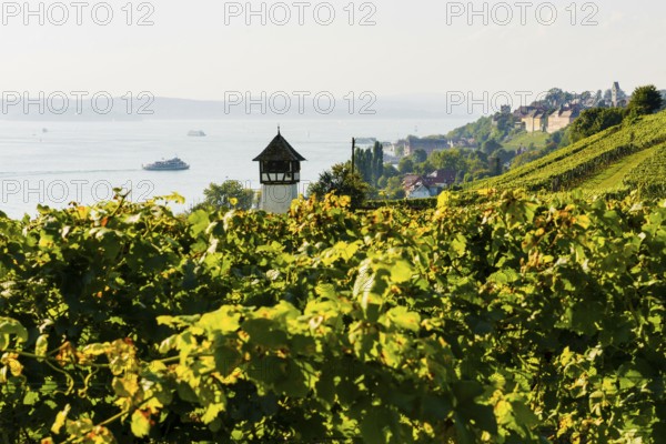 Vineyards and lake, Meersburg, Lake Constance, Baden-Württemberg, Germany, Europe