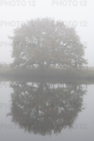 English oak (Quercus robur) in fog, Emsland, Lower Saxony, Germany, Europe