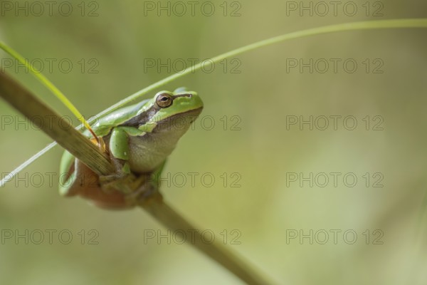 Common Tree Frog (Hyla arborea) sitting in the vegetation at the edge of the forest.Bas rhin, alsace, grand est, France, Europe