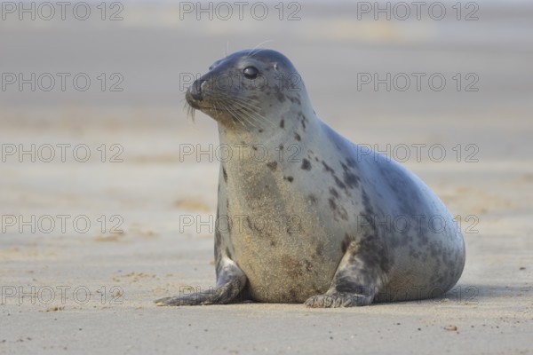 Grey seal (Halichoerus grypus) adult animal on a beach, Norfolk, England, United Kingdom, Europe