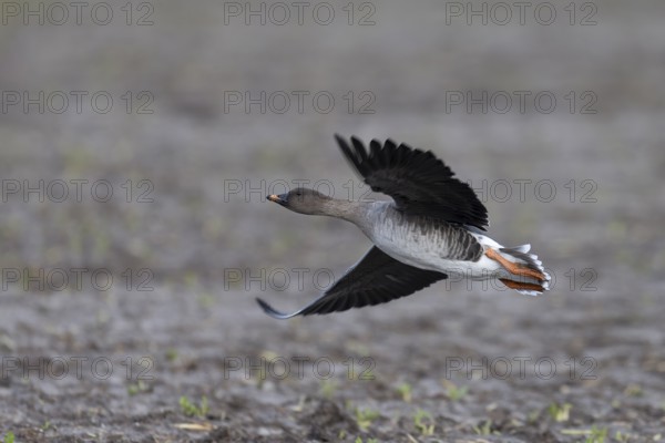 Bean goose, Bean goose (Anser fabalis), Texel, Netherlands