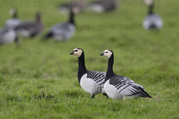 Barnacle goose, Texel, Netherlands