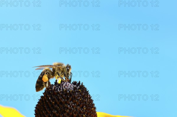 European honey bee (Apis mellifera), collecting nectar from a flower of the yellow coneflower (Echinacea paradoxa), close-up, macro photograph, Wilnsdorf, North Rhine-Westphalia, Germany, Europe