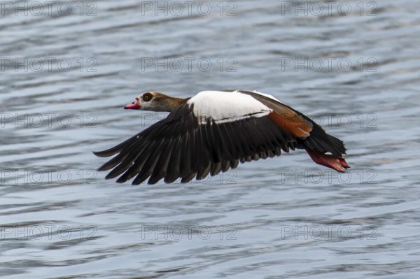 A Nile Goose flies elegantly over the water with spread wings, Nile Goose, (Alopochen aegyptiacus), wildlife, Germany, Europe