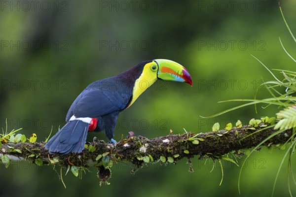 Fishing Toucan (Ramphastos sulfurantus), Toucans (Ramphastidae), Laguna del Lagarto Lodge, Alajuela, Costa Rica, Central America