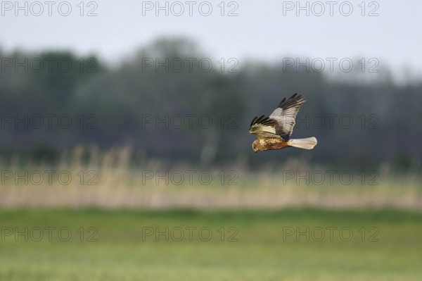 Montagu's harrier (Circus pygargus), female in flight, Lake Neusiedl National Park, Seewinkel, Burgenland, Austria, Europe