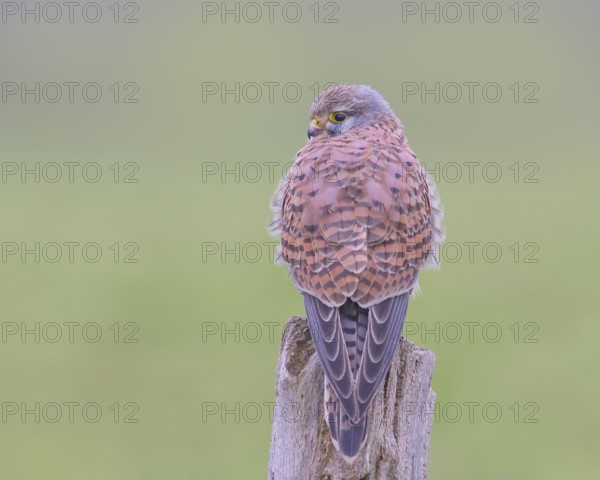 Kestrel (Falco tinnunculus), young male, sitting on a pasture fence, wildlife, bird of prey, Bislicher Insel, Xanten, Lower Rhine, North Rhine-Westphalia, Germany, Europe