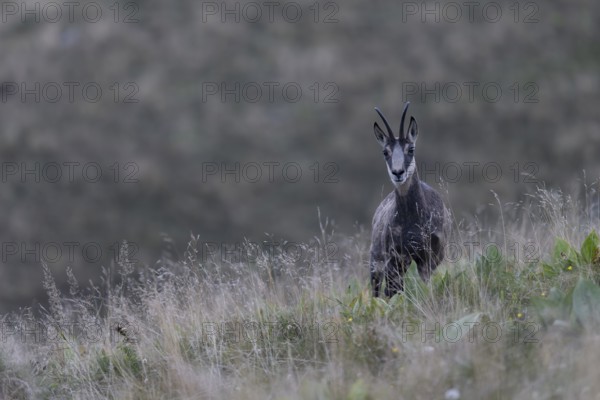 Chamois (Rupicapra rupicapra), Vosges, France, Europe