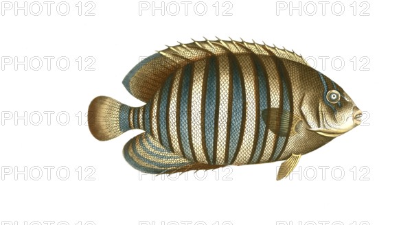 Fish, Fishes, Genus Banded butterflyfish, Butterflyfish, Chaetodon fasciatus, Striped butterflyfish, Historical, Digitally restored reproduction from a 19th century original, Record date not stated