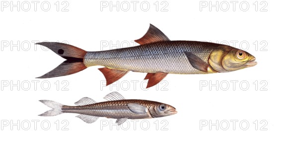 Fish, fish, top: Atherina hepsetus, the Atherine. below: Elops saurus, the lizardfish, The Saure, Historical, digitally restored reproduction from a 19th century original, Record date not stated