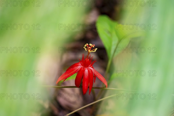 Flower of a red passion flower (Passiflora vitifolia), Corcovado National Park, Osa, Puntarena Province, Costa Rica, Central America