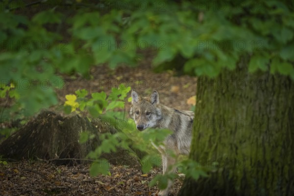 Moritzburg Game Reserve, Moritzburg, Saxony, Germany, Europe